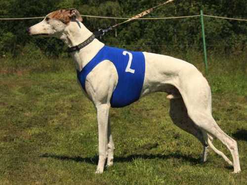 Greyhound coursing